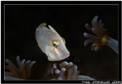 Juvenile filefish       Fuji S5 pro/105 VR by Yves Antoniazzo 
